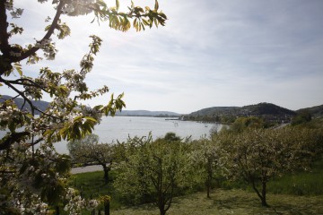 Der Blütenweg mit Blick auf Ludwigshafen