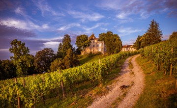 Das Schloss umgeben von Reben