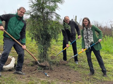 Rückkehr des Küstenmammutbaums in den Arenenberger Park