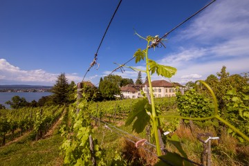 Weinanbau BBZ Arenenberg