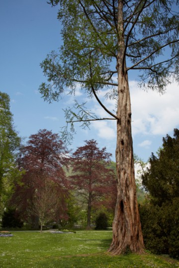 Mammutbaum im Stadtgarten Singen