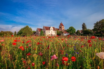 Blühendes Meer auf der Insel Reichenau