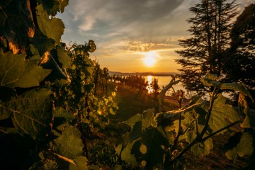 Weinbau mit Traumblick auf dem Arenenberg