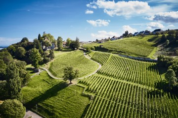 Weingut Arenenberg