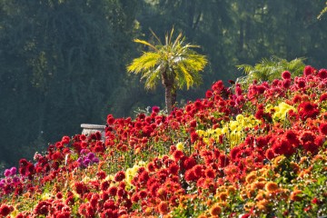 Blühende Insel Mainau