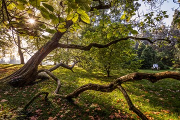 Bodenseegärten-Thema 2026: „Bäume am Bodensee“