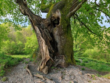 Ein beeindruckender Baum-Veteran