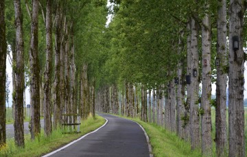 Gartenjahr zwischen Baumriesen und Blütenzauber