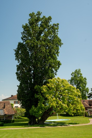 Bäume als leise, eindrucksvolle Protagonisten