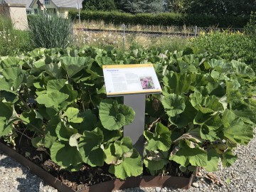 Wissenswertes im Arzneimittelgarten der VitaPlant AG