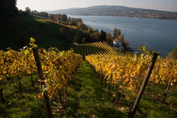 Weinanbau am Untersee