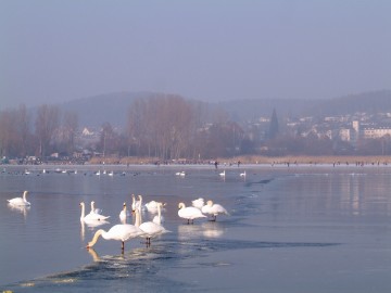 Schwäne bei der Seegfrörne