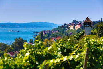 Weinjahr am Bodensee