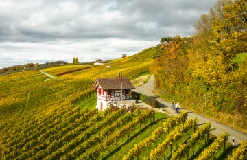 Dem Bodenseewein auf der Spur