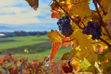 Genussherbst am Lindauer Bodensee