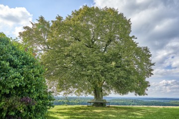 Aussichtspunkt Hohbäumle