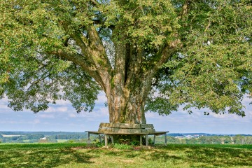 Das "Hohbäumle" bei Eberhardzell-Füramoos