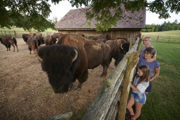 Bisons auf dem Bodanrück