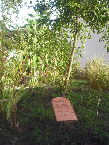 Bibelgarten vom Waltraud Möhrke