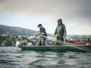 Fischwochen am westlichen Bodensee