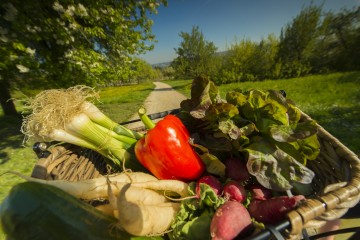 Trendige Gemüsekost aus regionaler Vielfalt