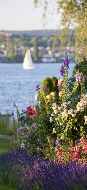 Blütentraum im Rosenparadies Böhler auf der Reichenau