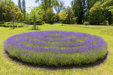 Lavendelpracht am Aachpfad in Singen