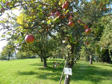 Streuobstlehrpfad im Stadtgarten Stockach