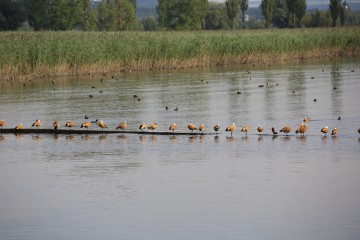 Die Region ist ein Eldorado seltener Vogelarten