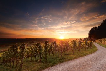 Blick über die Rebberge