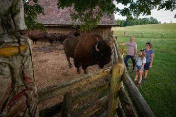 Bisonherde auf dem Bodanrück