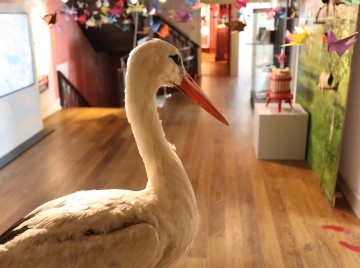 Naturschutz erleben im Stadtmuseum Radolfzell 