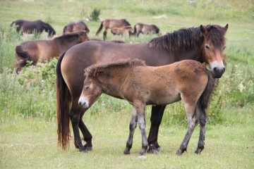  Langeland ist berühmt für seine Wildpferde